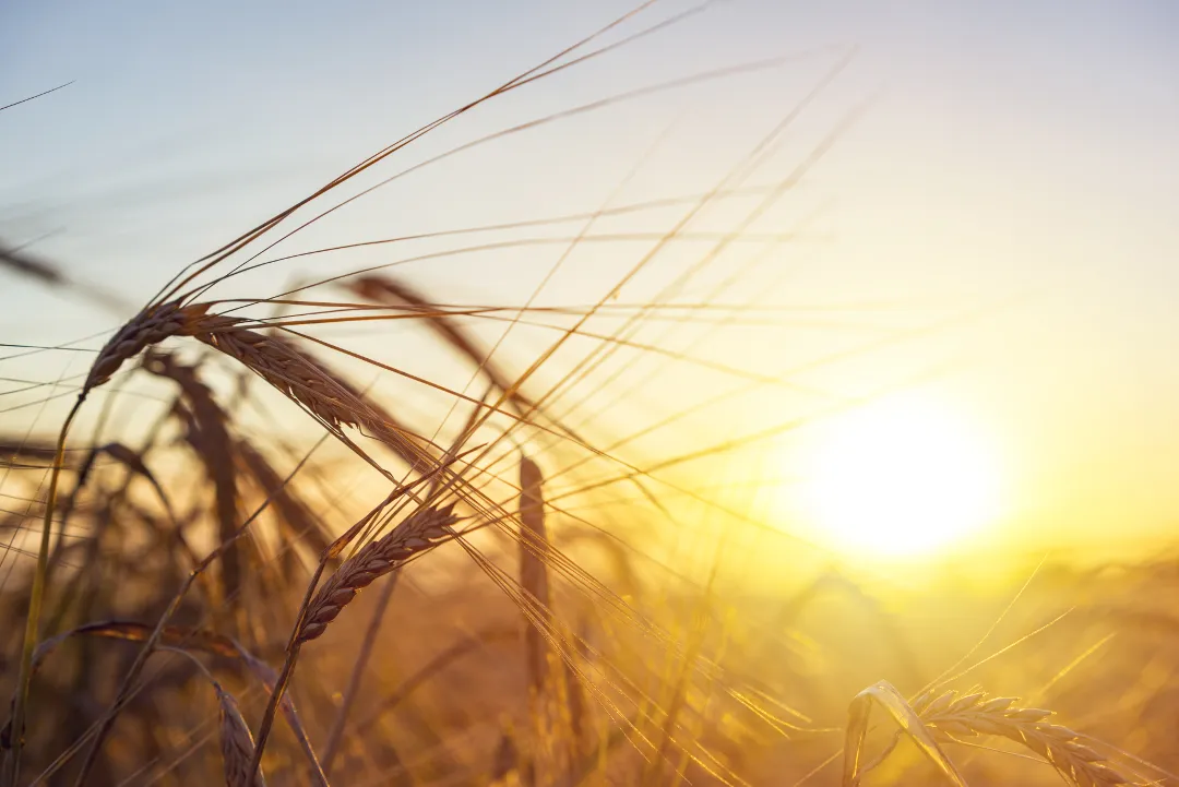 Rice crop life-cycle optimisation for Indian farmers using IoT sensing and machine learning